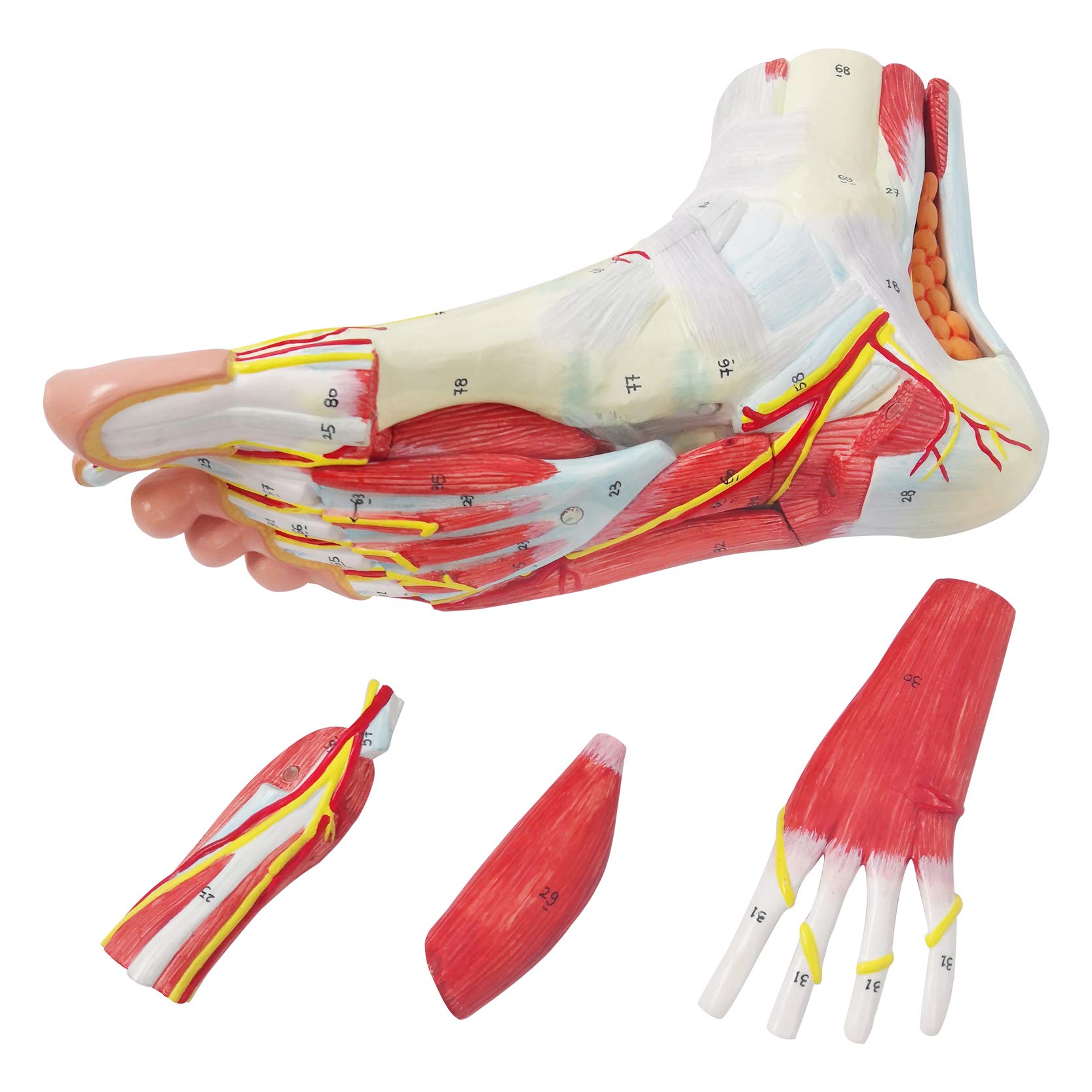 9-Part Anatomical Foot Model - Detailed Human Foot Bones, Muscles, Ligaments, Nerves & Blood Vessels with 81 Digital Markers | Medical Education, Physical Therapy & Classroom Learning Tool