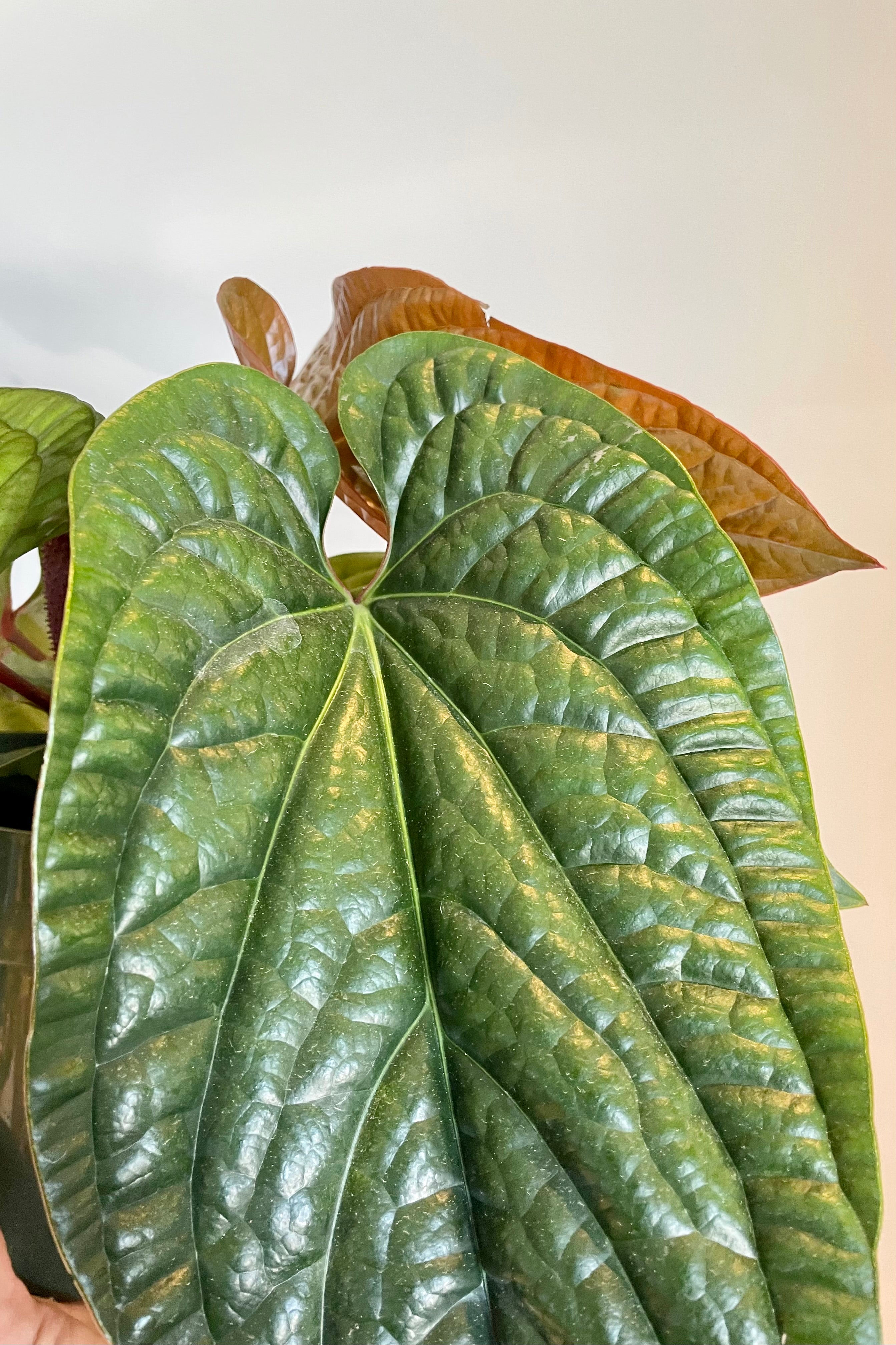 Anthurium Radicans Live Plant - 6 Inch Pot | Exotic Tropical Houseplant for Home & Office Decor | Perfect for Indoor Gardens, Gift Giving & Plant Enthusiasts