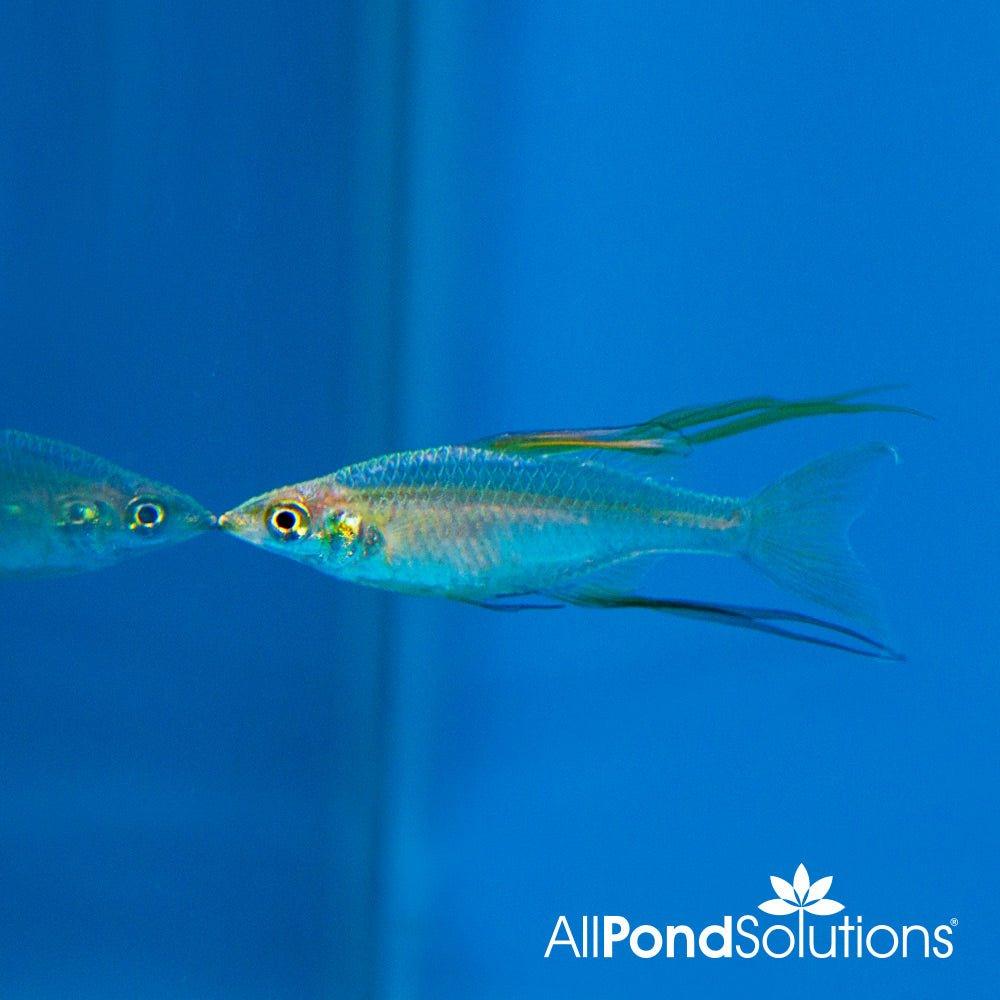 Threadfin Rainbowfish (Iriatherina werneri) - Live Tropical Fish for Aquariums | Perfect for Planted Tanks & Community Aquascaping