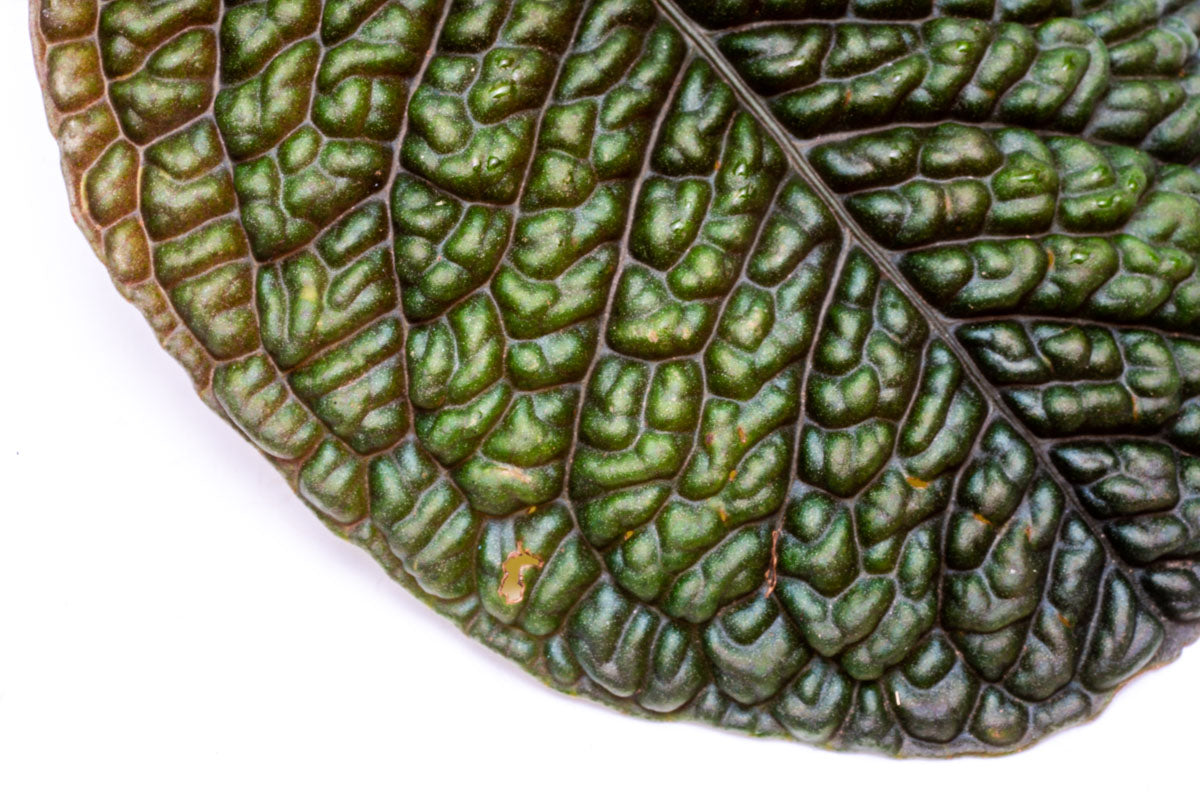 Ardisia Dino - Premium Indoor House Plant for Home & Office Decor | Perfect for Living Rooms, Bedrooms & Workspaces