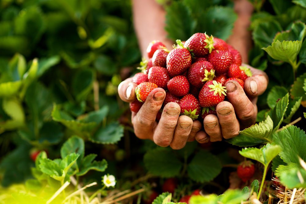 Strawberry Book - Fresh & Juicy Strawberry Recipes for Home Cooking | Perfect for Baking, Smoothies & Healthy Snacks