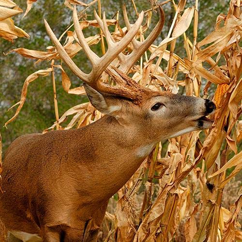 High-Yielding Hybrid Corn Seeds for Deer Food Plots - 250 Premium Corn Seeds to Attract & Grow Big Whitetail Bucks - Perfect with Deer Minerals for Hunting Season | Ideal for Wildlife Food Plots, Hunting Grounds & Deer Attraction