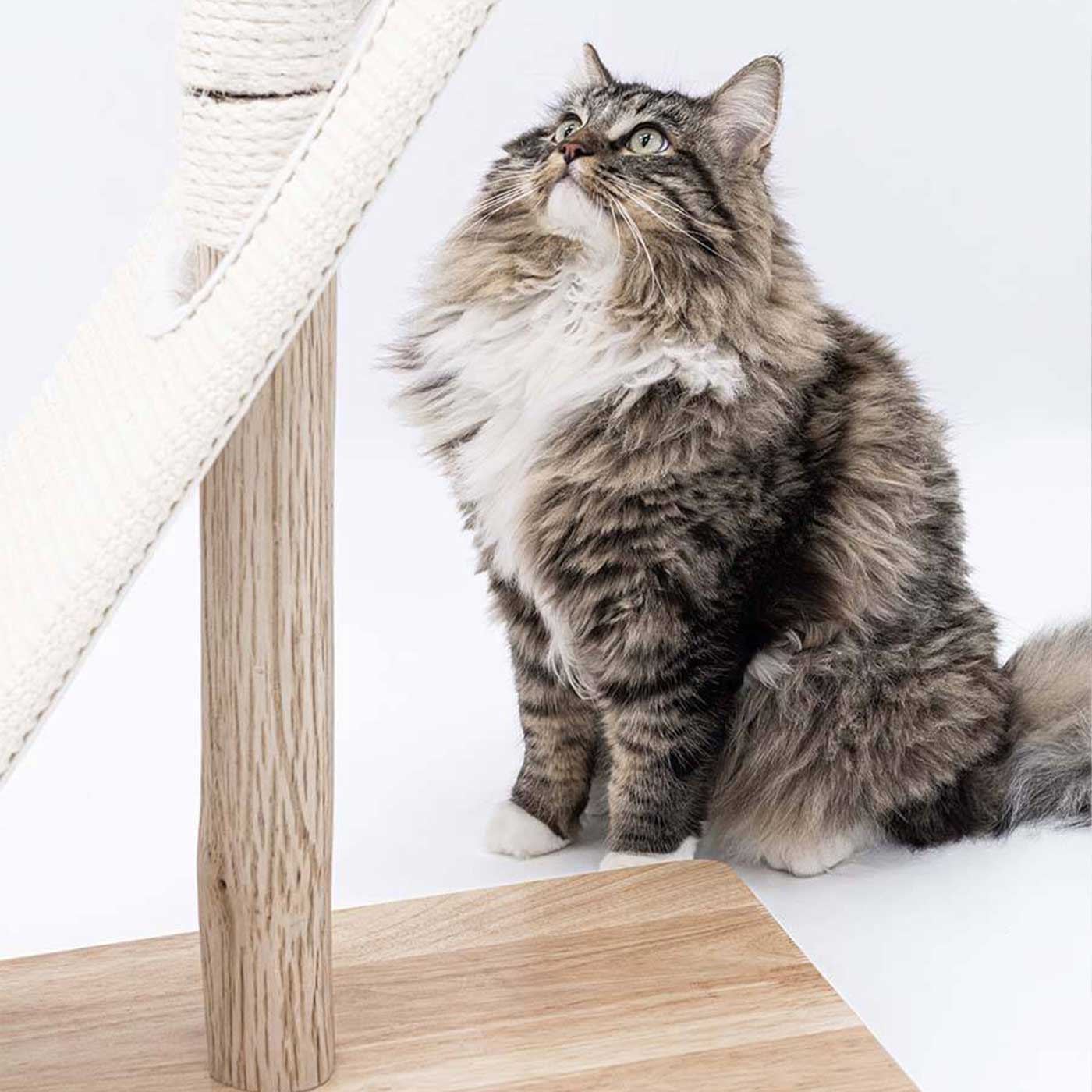 Little Rebels Palmdale 102cm Cat Tree with Scratching Posts & Perches - Multi-Level Playhouse for Indoor Cats - Perfect for Small Spaces & Apartments