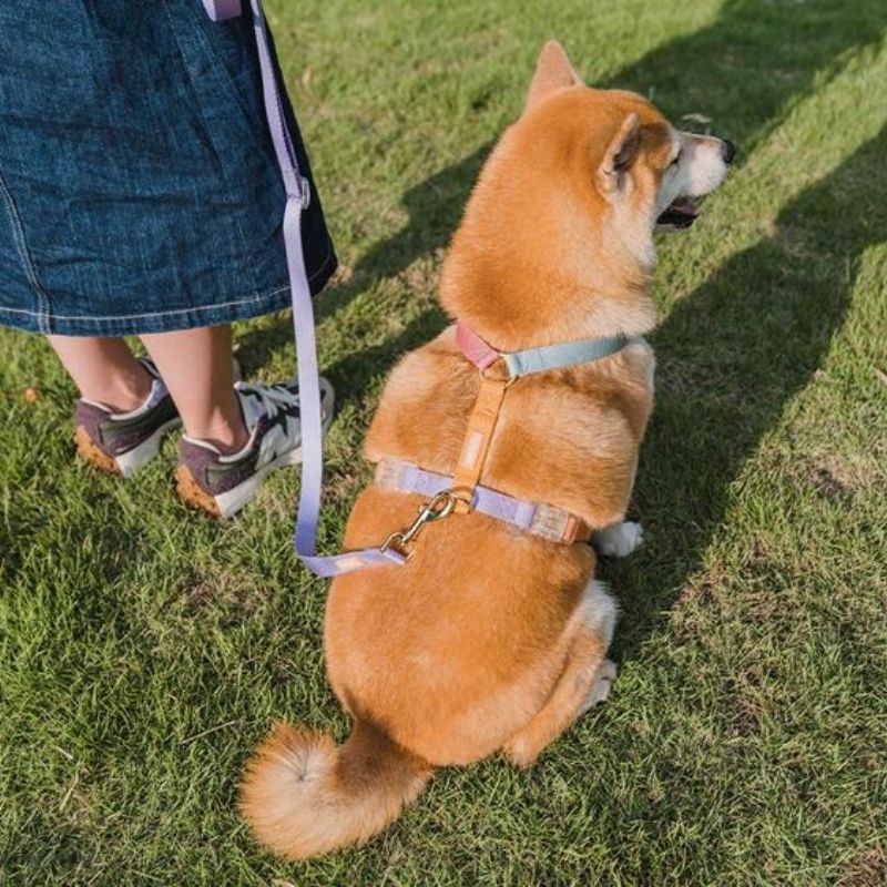 Tinklylife Rainbow Dog Harness - Adjustable Reflective Pet Harness for Small Medium Large Dogs, Perfect for Walking, Running, Hiking & Outdoor Adventures