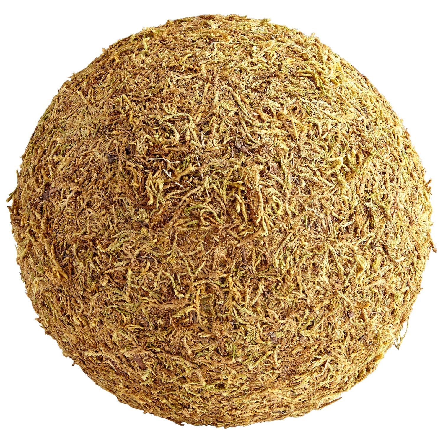 Cyan Design 07297 St. Augustine Filler - Brown Moss Extra Large for Home Decor, Terrarium, Floral Arrangements & DIY Crafts