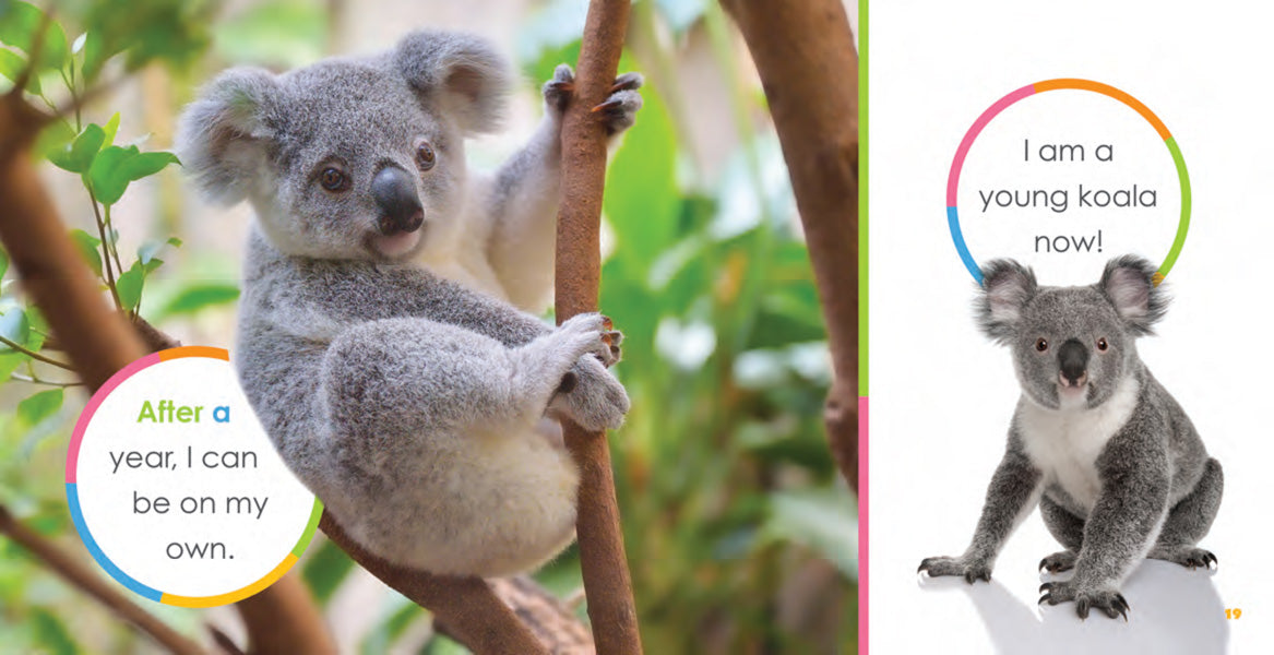 Baby Koalas Book - ISBN 9781640260757 - Perfect for Kids' Bedtime Stories & Early Learning