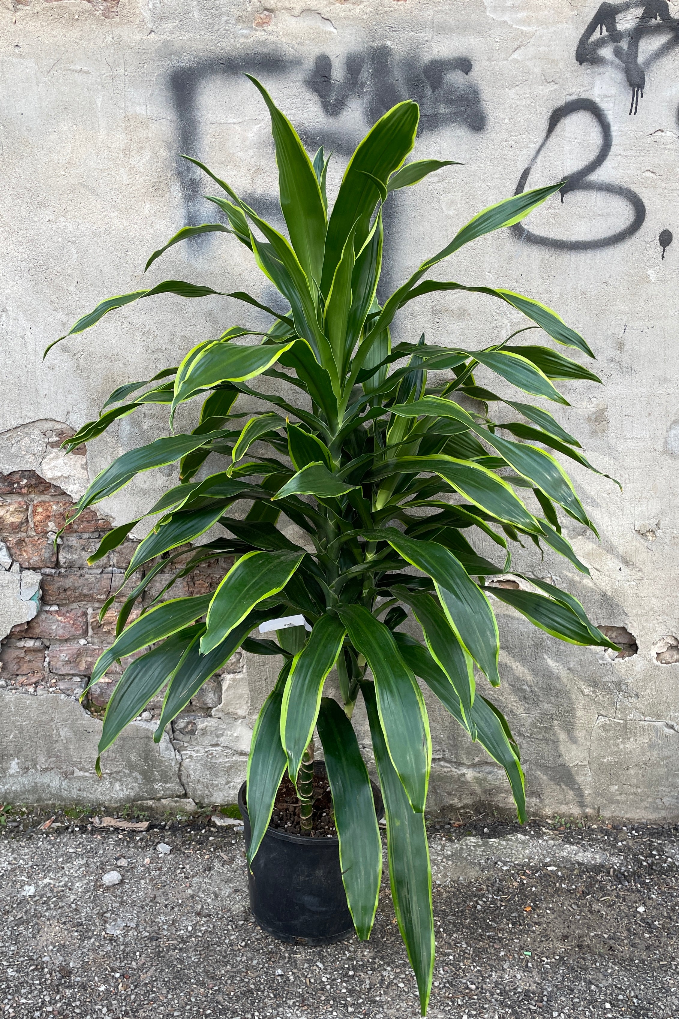 Dracaena 'Art' 10
