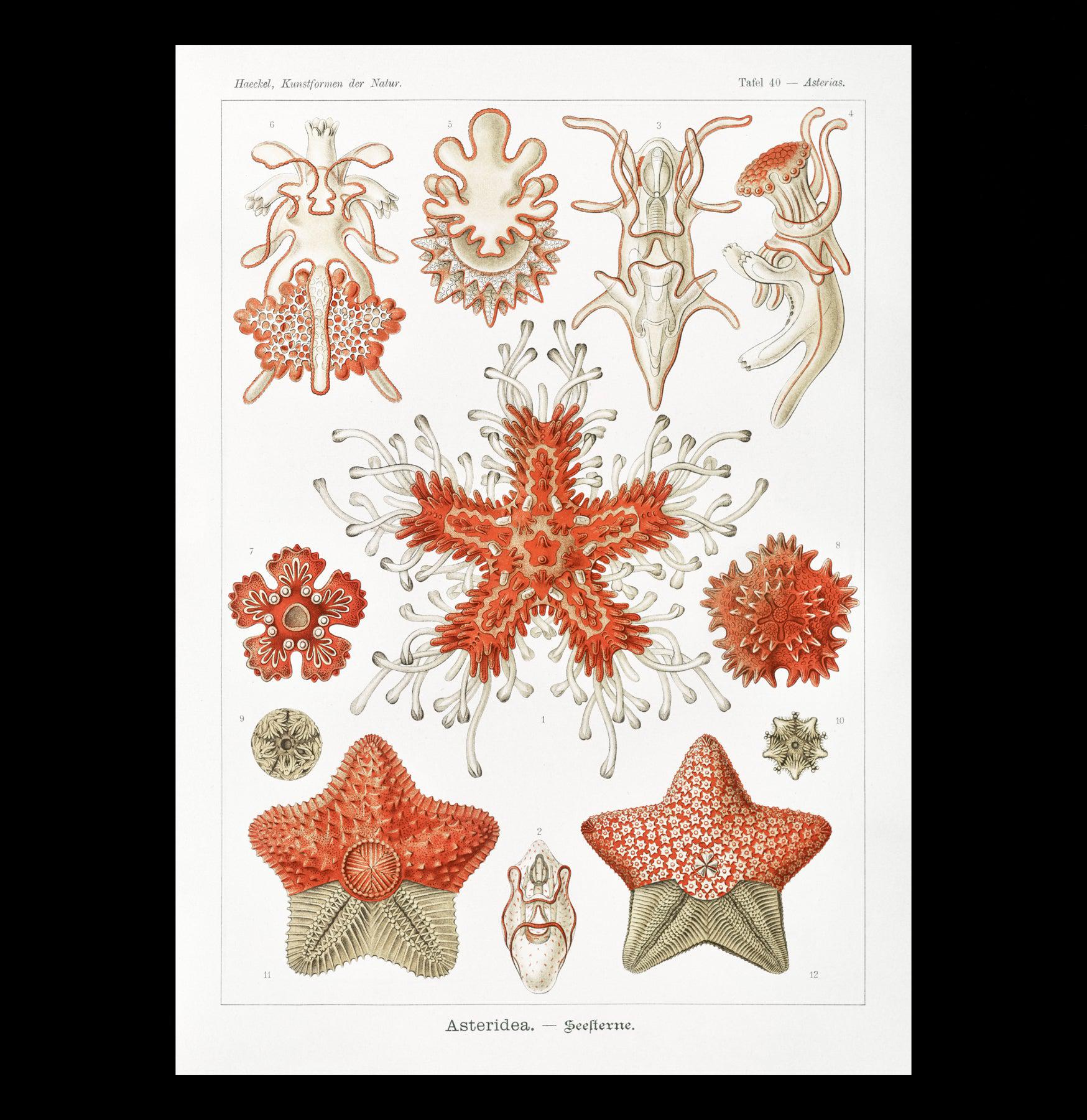 Ernst Haeckel Asteridea Seesterne Starfish Art Print - Premium Canvas Wall Decor for Living Room, Bedroom & Office