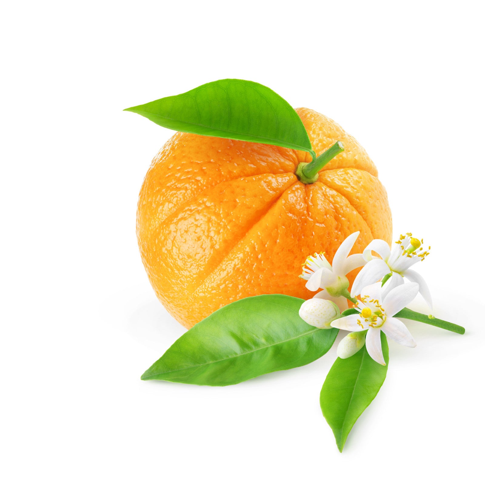 NO. 1204 Fleur D'Oranger Inspired Fragrance Oil for Cold Air Diffusers - Floral Scent for Home, Office & Spa Relaxation