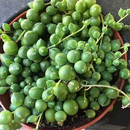 Live String of Pearls Succulent Plant - 4