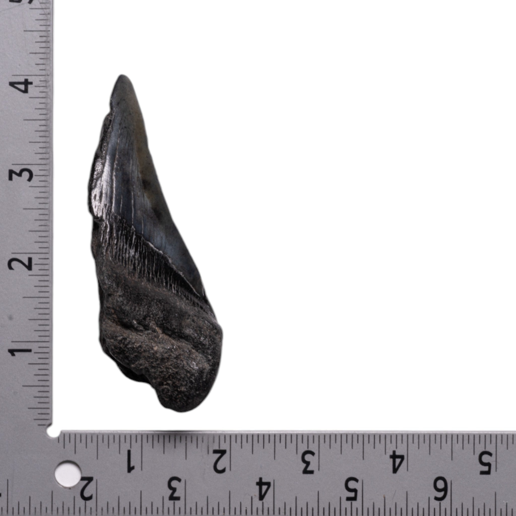 Genuine Megalodon Shark Tooth Fossil - Authentic Half Tooth for Collectors, Jewelry Making & Home Decor | Perfect for Display, Gifts & Paleontology Enthusiasts