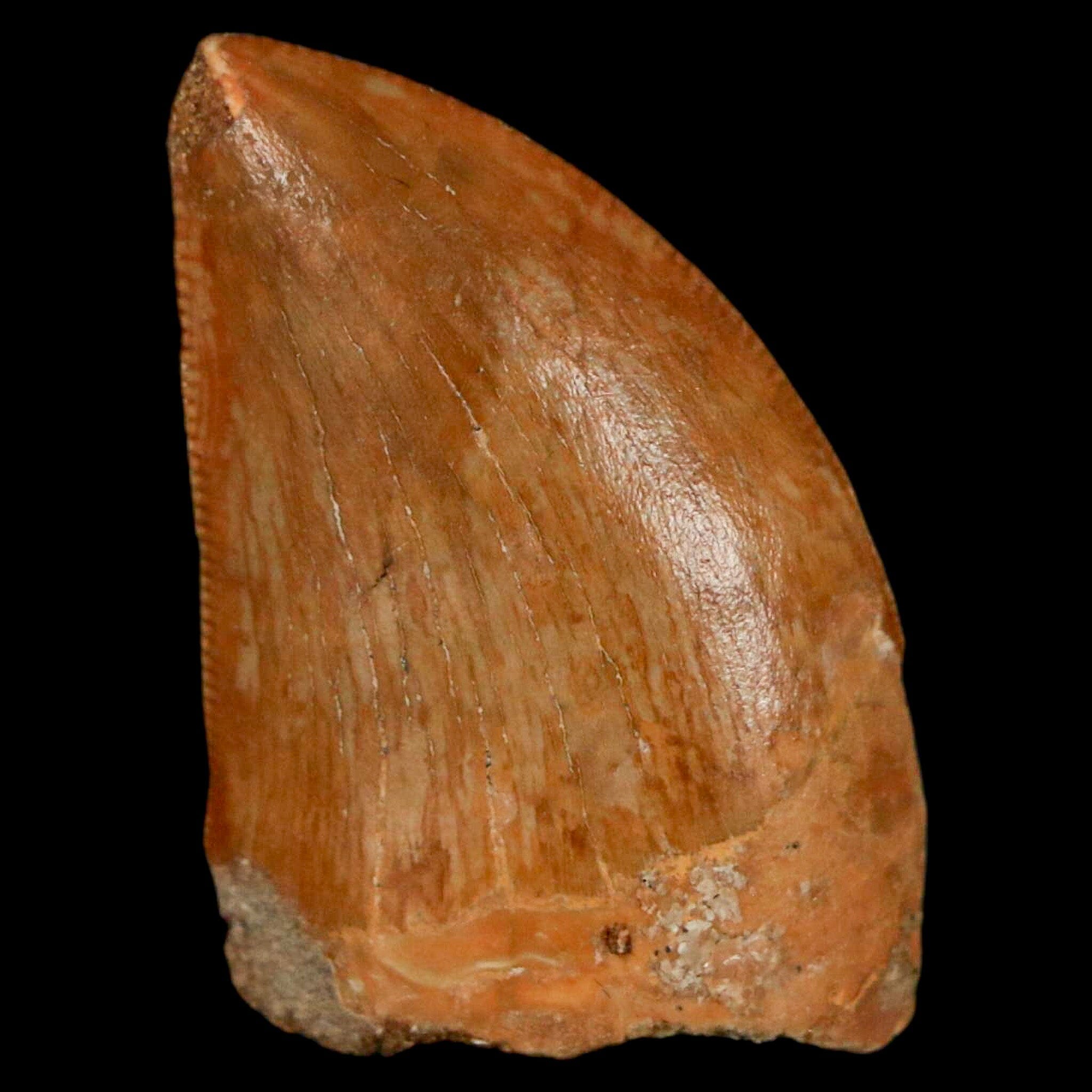 Authentic Carcharodontosaurus Dinosaur Fossil Tooth from Cretaceous Period - Morocco Origin with COA - Perfect for Paleontology Enthusiasts & Home Display