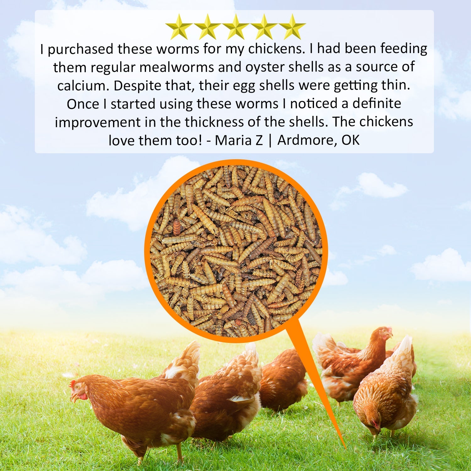 Premium Dried Black Soldier Fly Larvae for Reptiles, Birds & Fish - High Protein Pet Food - Perfect for Feeding Bearded Dragons, Chickens & Aquarium Fish