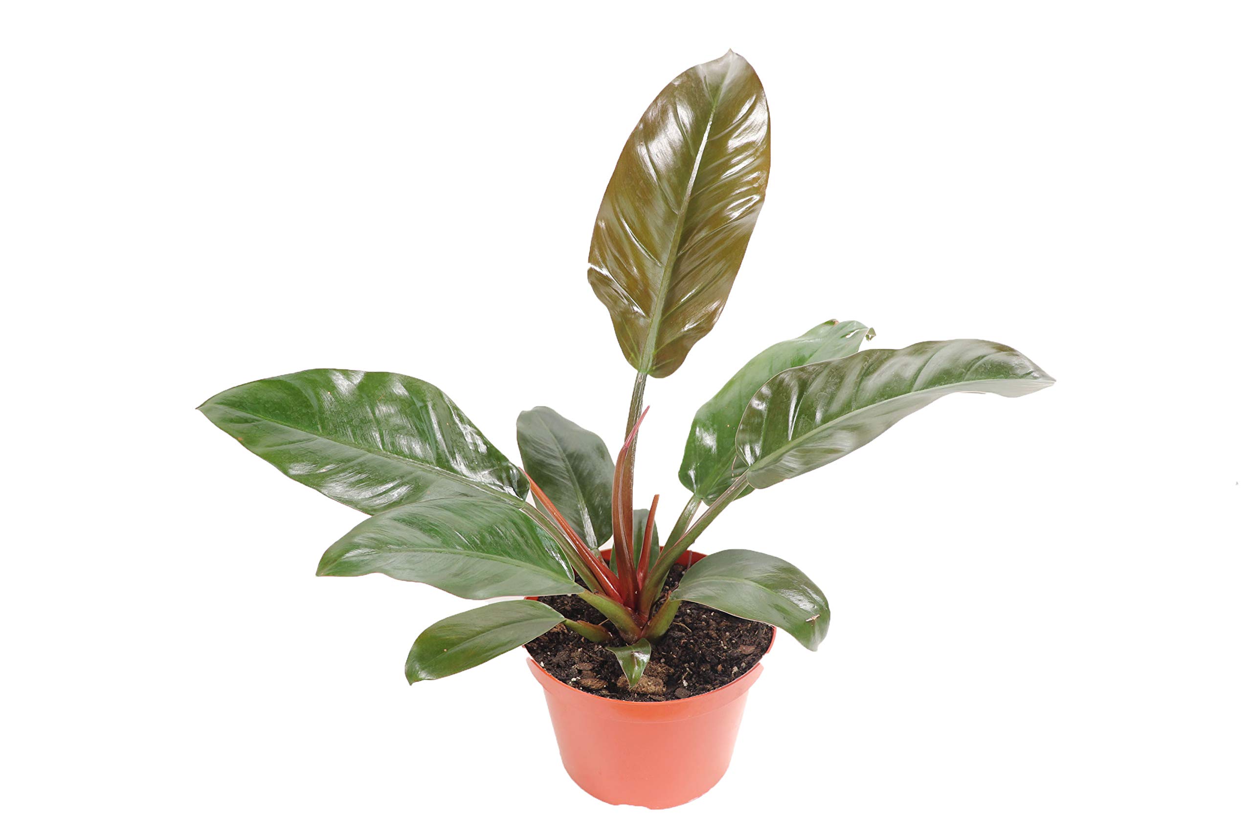 Philodendron Imperial Red - 8 Inch Tropical Houseplant from California Tropicals | Perfect for Indoor Home Decor, Office Plants & Gift Ideas