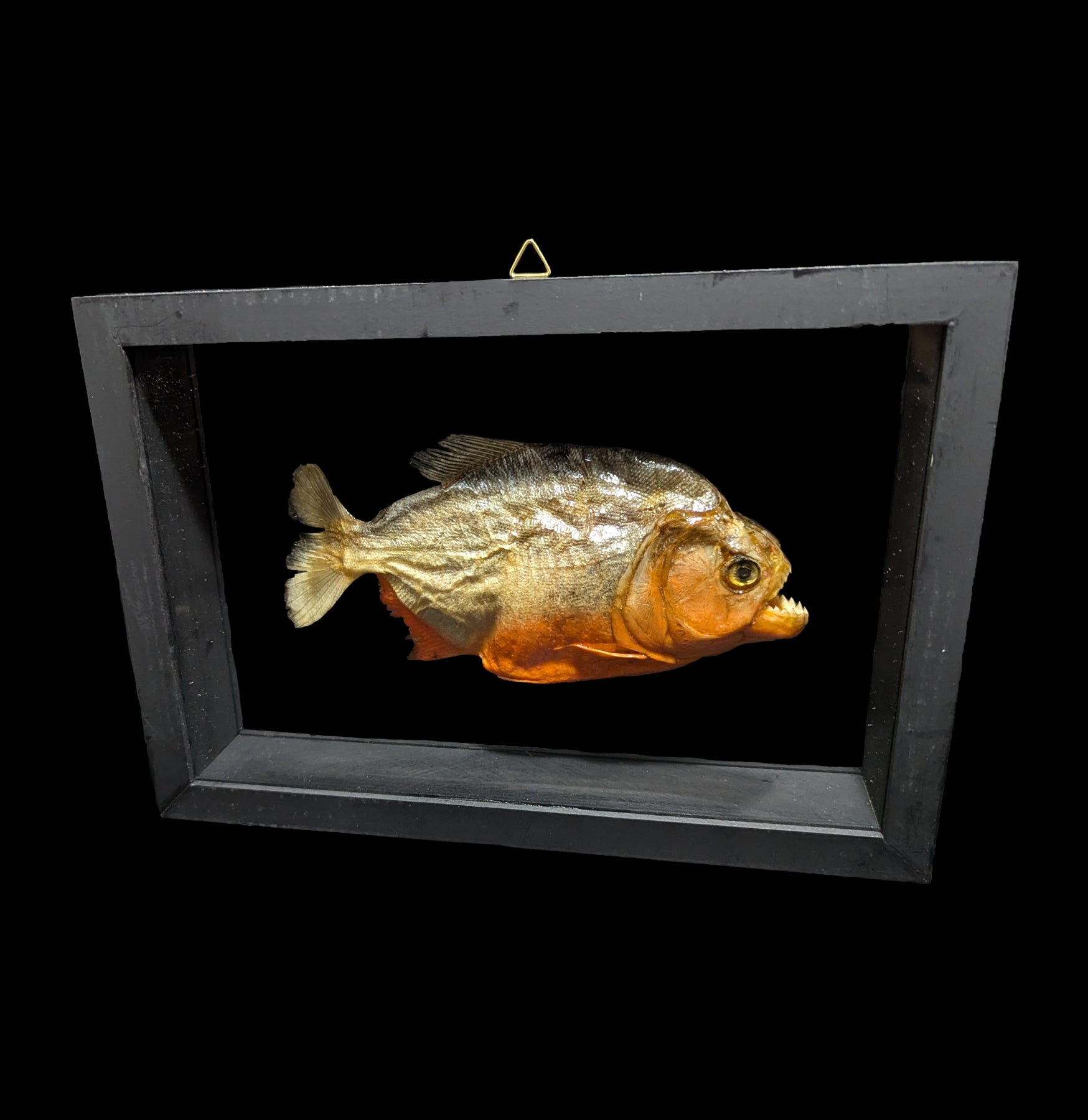 Premium Double Glass Framed Piranha Fish Display - Perfect for Home Decor, Office Display & Aquatic Enthusiast Collections