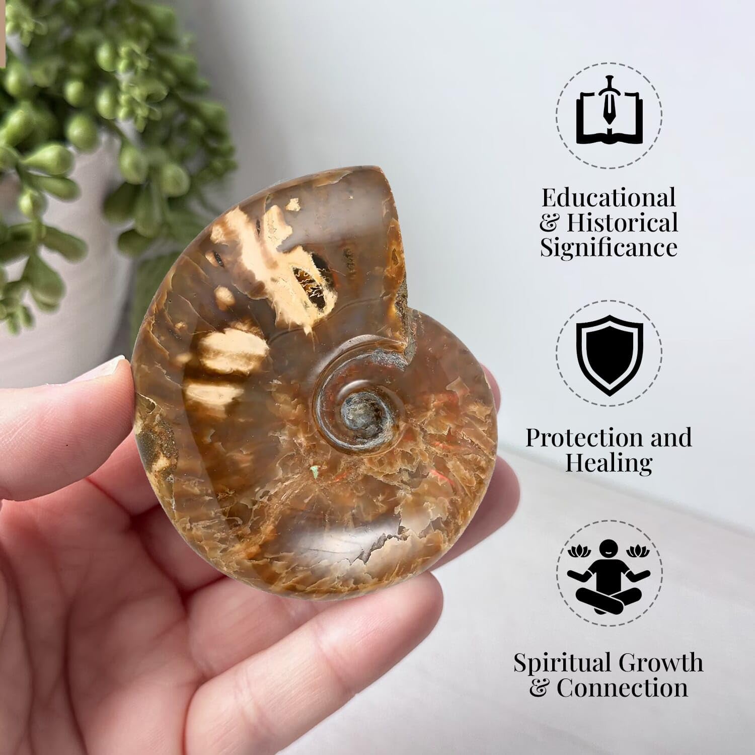 Red Ammonite Figurine - Small Home Decor for Indoor & Outdoor | Unique Birthday Gift Idea | Perfect for Living Room, Garden & Office Desk Decor