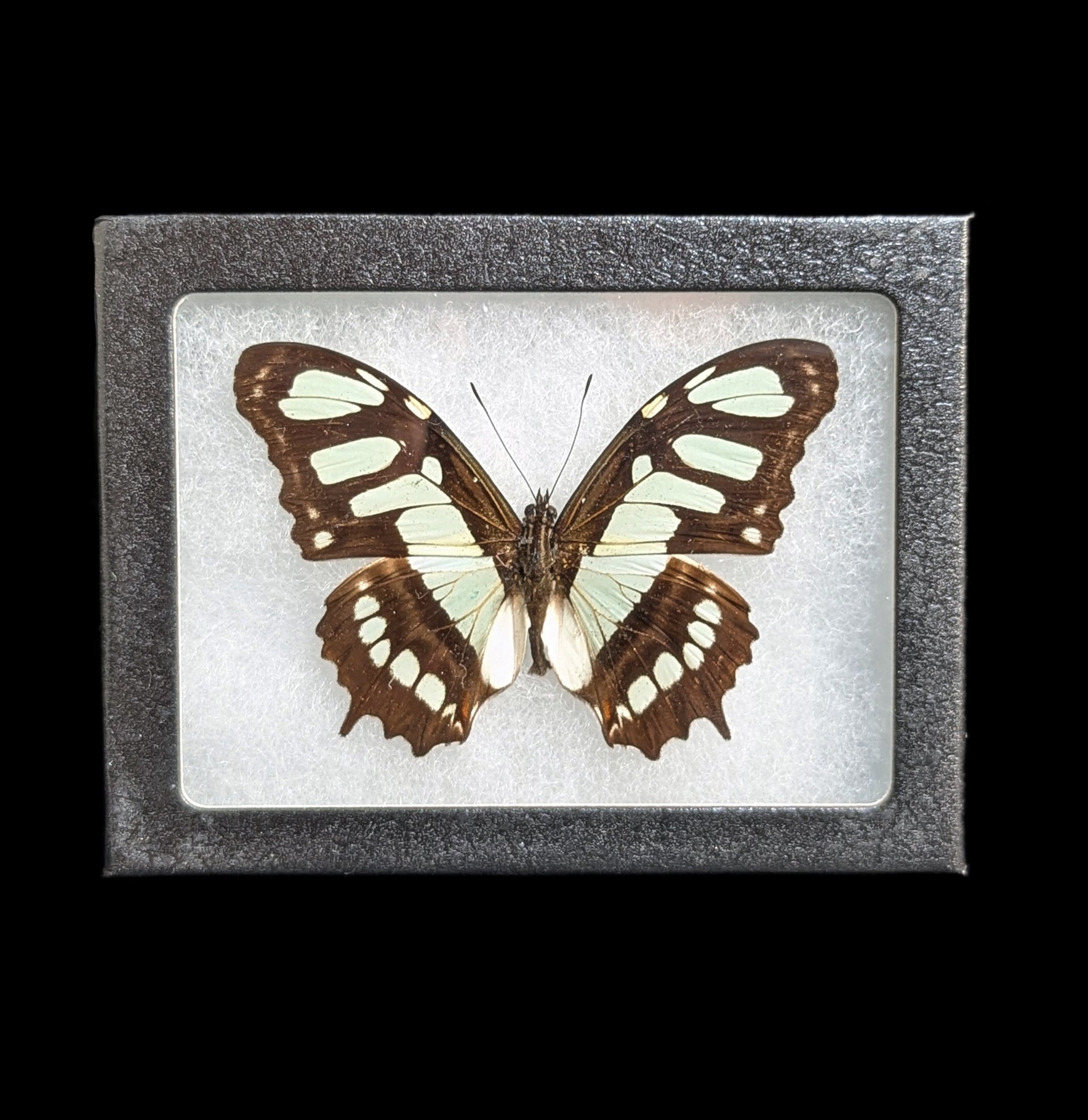 Riker Mounted Malachite Butterfly Specimen - Framed Real Butterfly Display for Home Decor, Nature Lovers Gift, Entomology Collection - Perfect for Wall Art, Science Classroom, or Office Décor