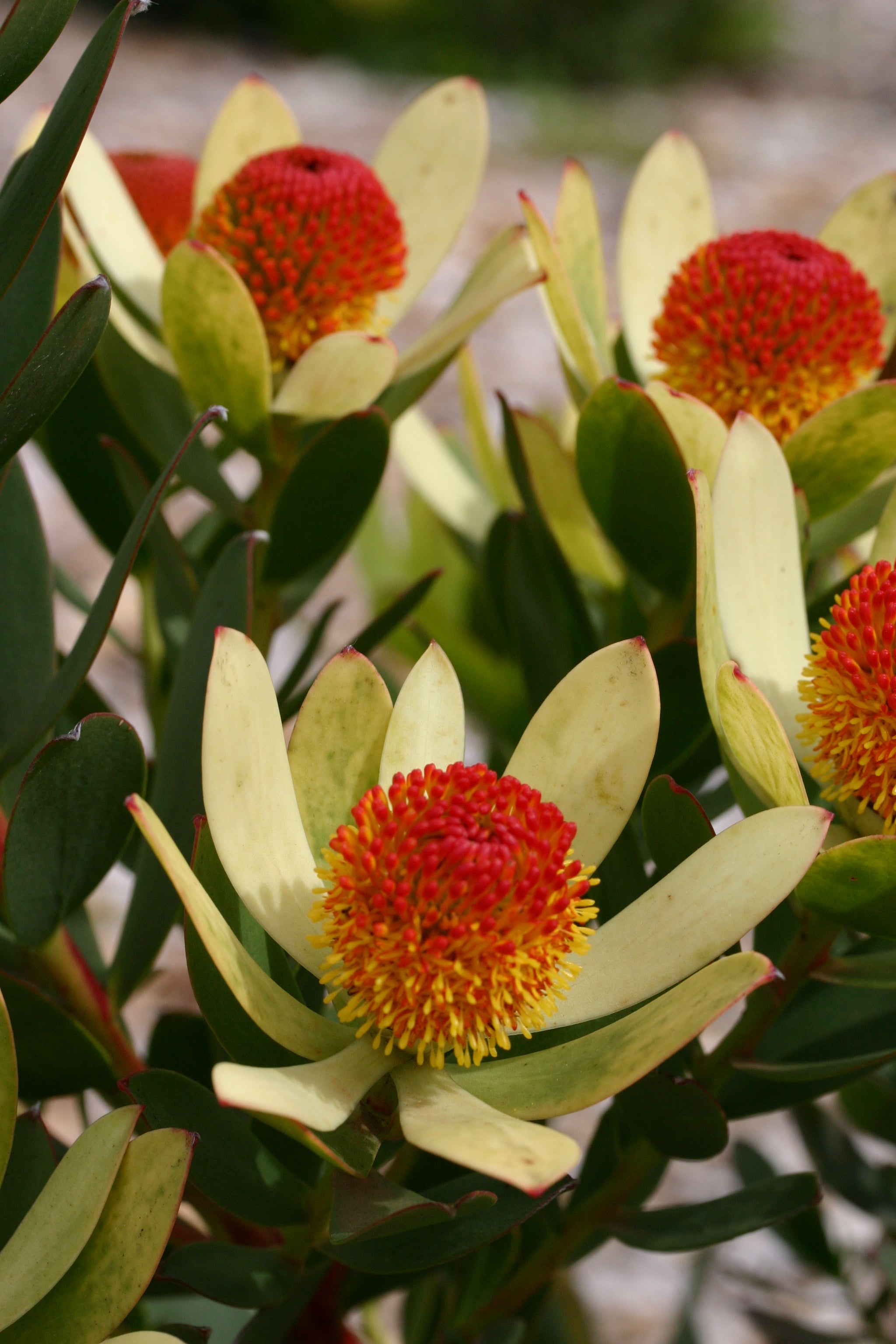Leucadendron 'Summer Sun' - Stunning Drought-Tolerant Flowering Shrub for Landscaping & Garden Decor | Perfect for Mediterranean & Xeriscape Gardens