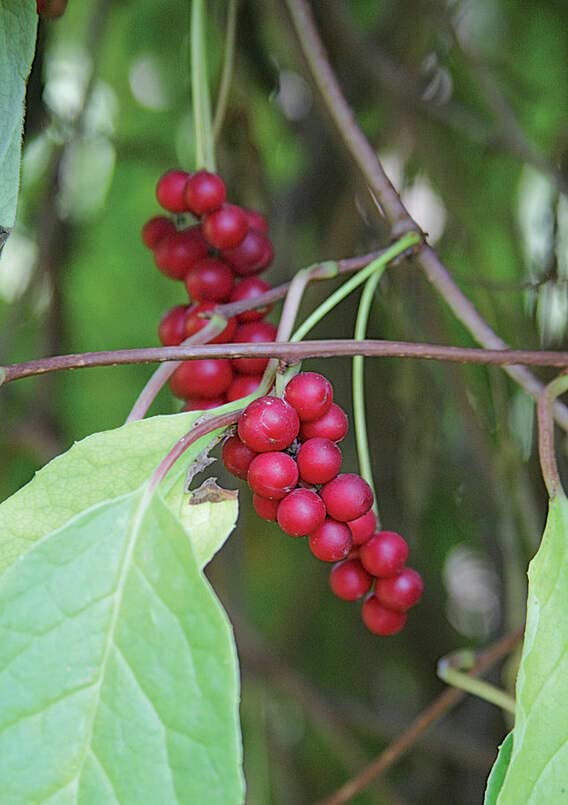 Premium Schisandra Chinensis Seeds (10 Pack) - Chinese Magnolia Vine, Five Flavor Berry - Grow Your Own Medicinal Herb Garden for Tea, Health Supplements & Natural Remedies