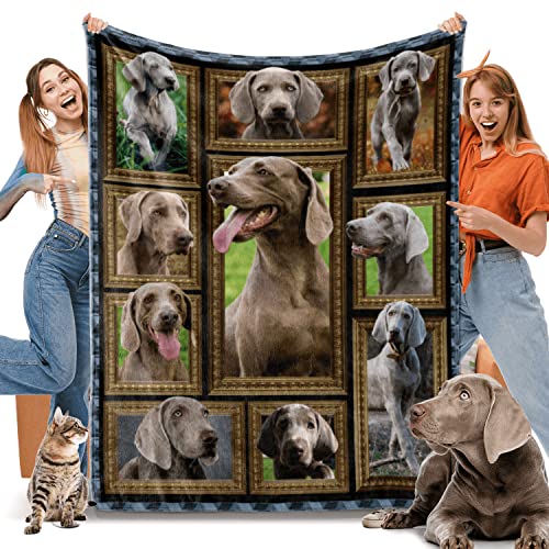Weimaraner