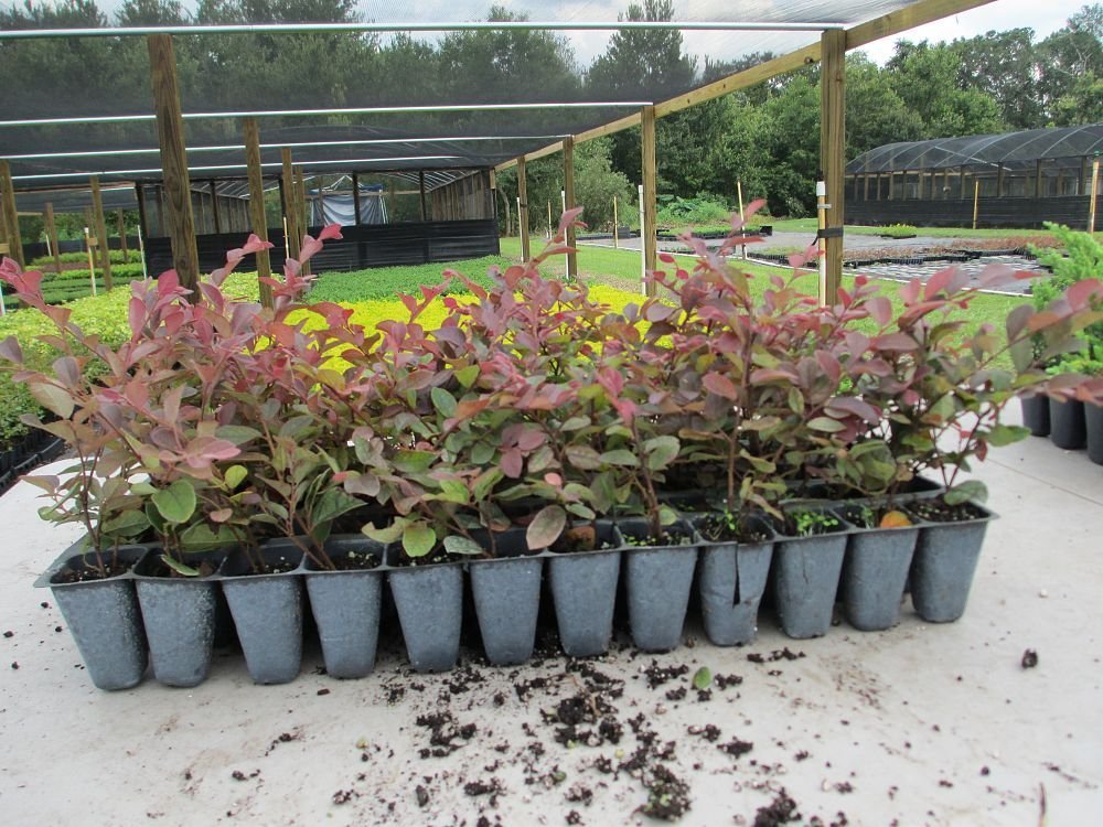 Loropetalum Chinese Fringe Flower 'Plum Delight' - 40 Live Flowering Plants for Landscaping, Garden Borders & Outdoor Decor