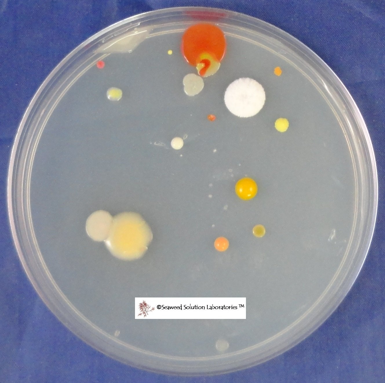 Sterilized Nutrient Agar - 10 Pack of 100mm x 15mm Petri Dishes for Microbiology Lab, Bacterial Culture, and Research Experiments