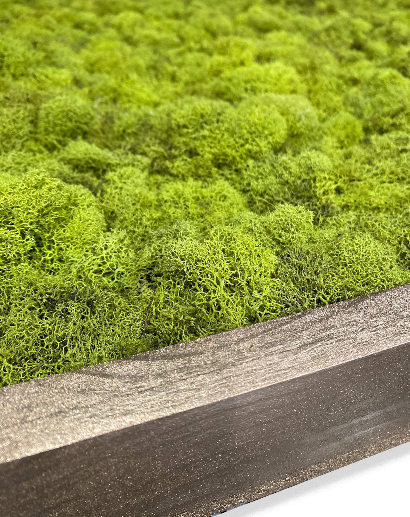 Natural Preserved Reindeer Moss Wall Art Decor - Eco-Friendly Home & Office Decoration for Living Room, Bedroom, or Wedding Backdrop