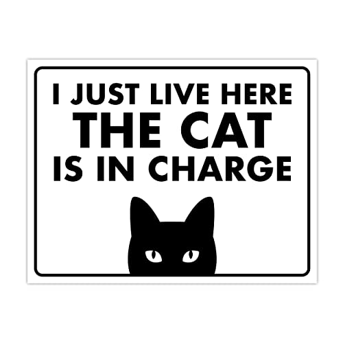 Cat Really In Charge