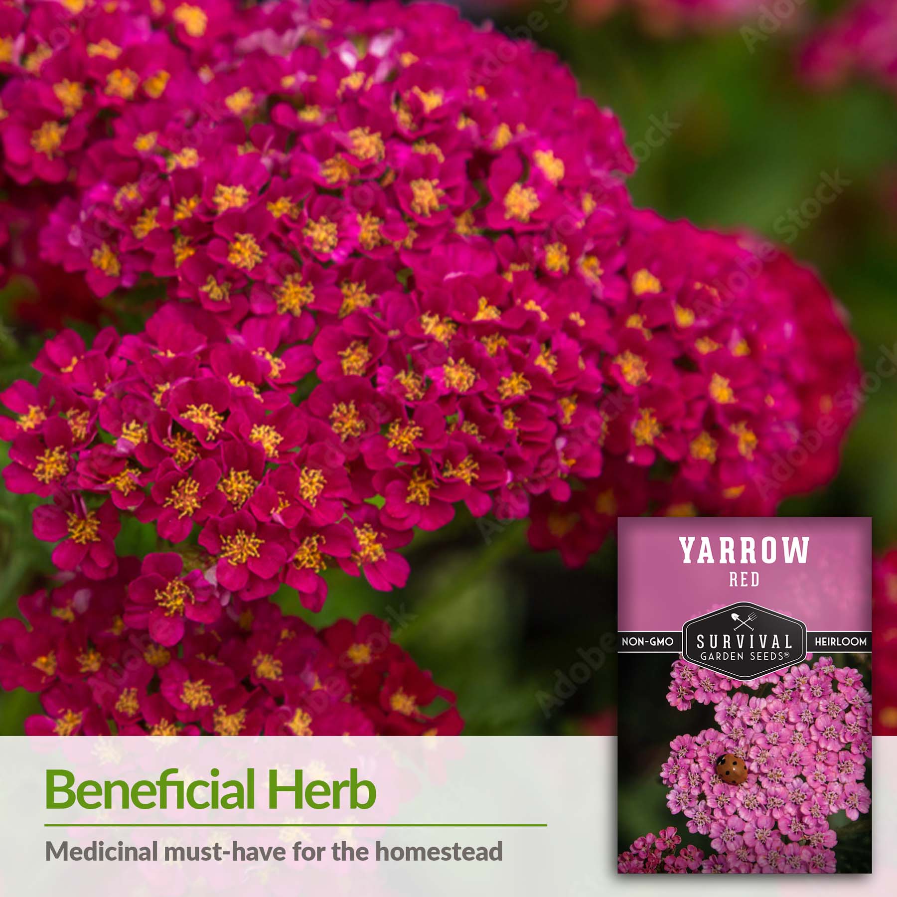 Organic Red Yarrow Seeds for Planting - Perennial Flower Seeds for Garden, Landscaping & Butterfly Gardens | Drought-Tolerant & Easy to Grow Wildflower Seeds