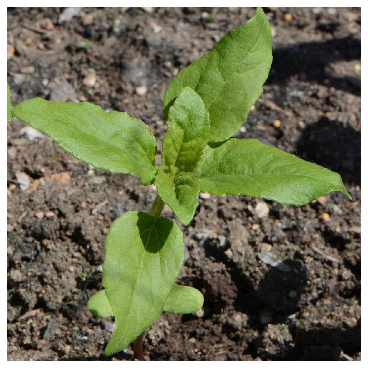 Everwilde Farms 100 Autumn Beauty Sunflower Wildflower Seeds - Gold Vault Jumbo Seed Packet for Garden Planting, Landscaping & Pollinator Gardens