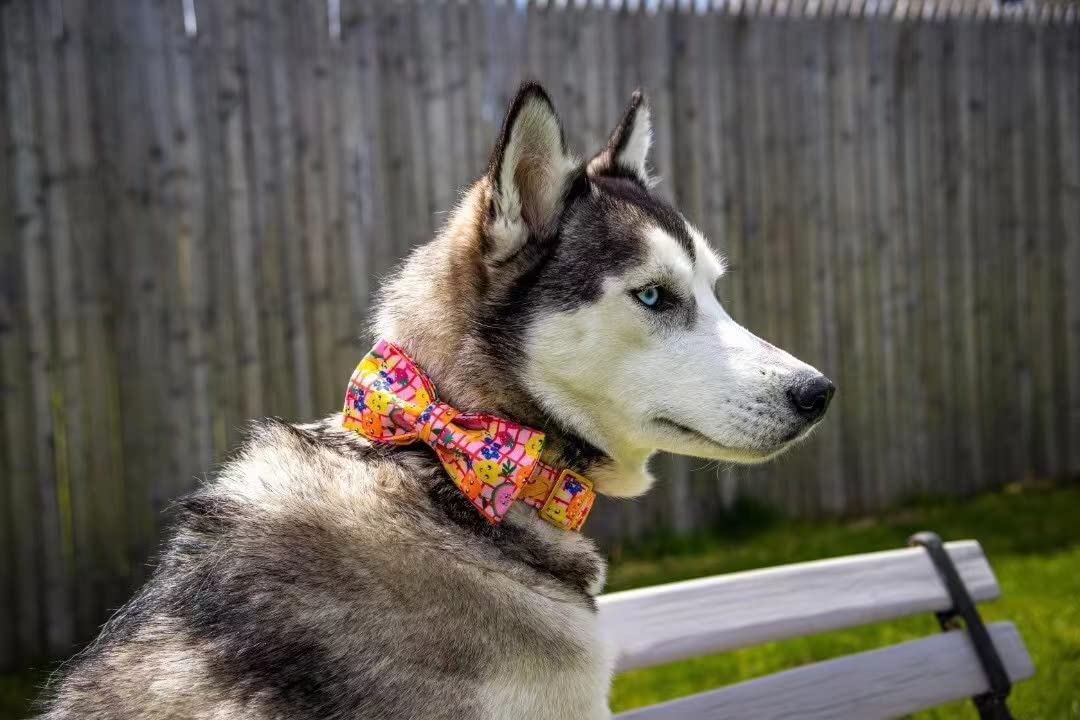 Elegant Bow Tie Dog Collar with Fruit Print - Adjustable Pet Collar for Small Medium Large Dogs | Perfect for Puppies, Daily Walks & Special Occasions