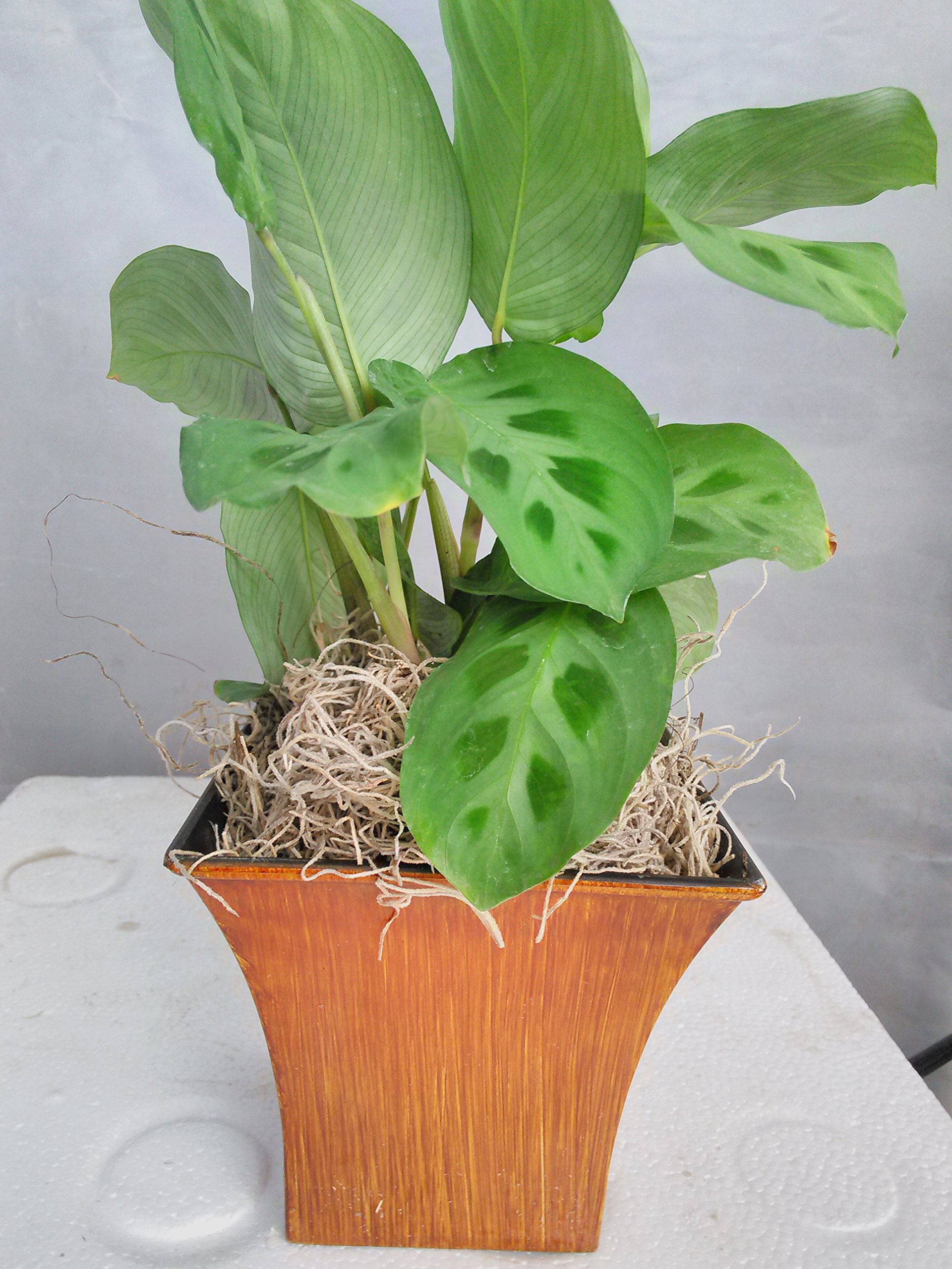 Jmbamboo Green Prayer Plant (Maranta) - Easy to Grow Indoor Houseplant in 5