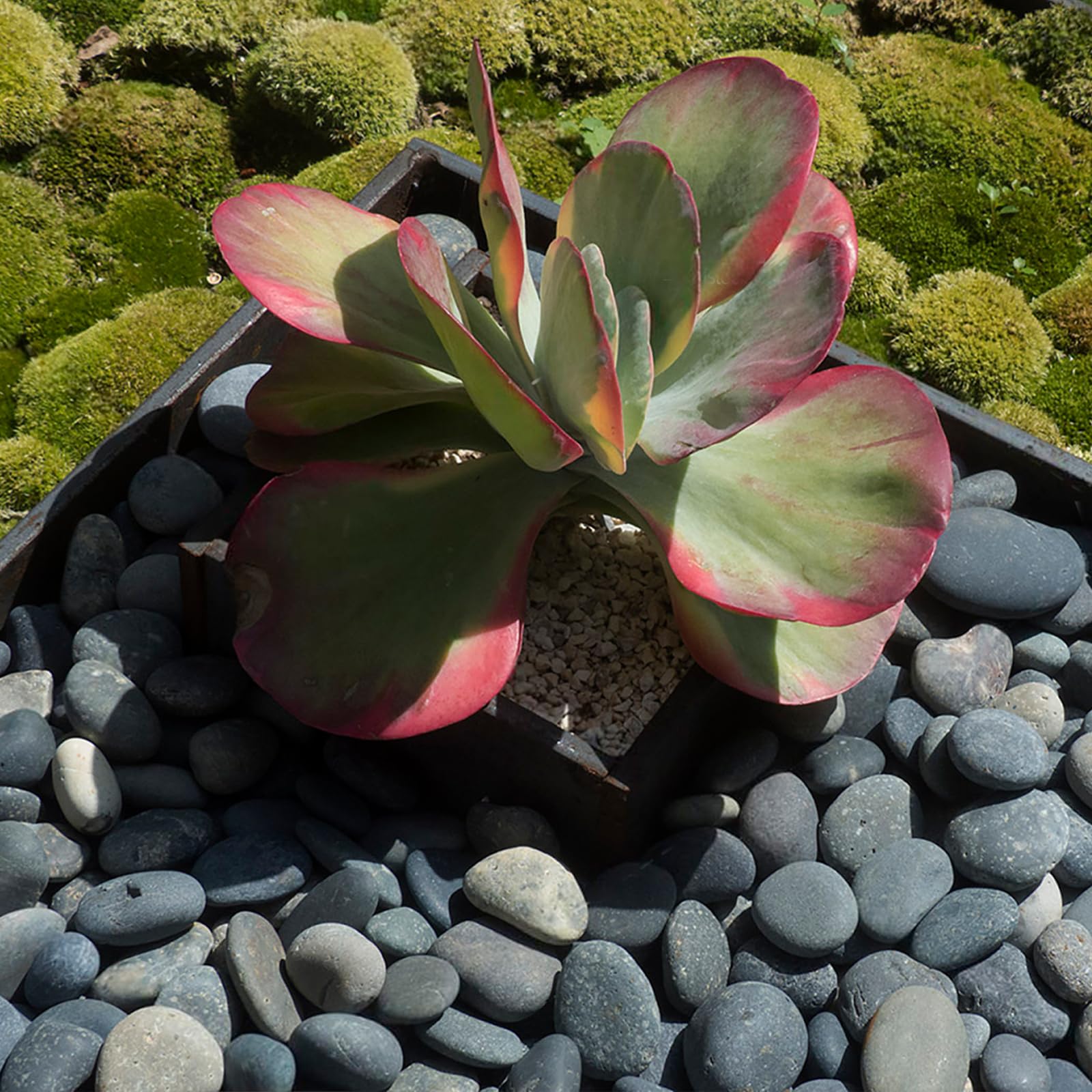 Natural Black River Rocks 2-3 Inch - Decorative Landscaping Stones for Garden Beds, Potted Plants, Fish Tanks & DIY Pathways - Bulk 20lbs for Backyard Accent, Walkways & Craft Projects - Perfect for Outdoor Decor & Home Improvement