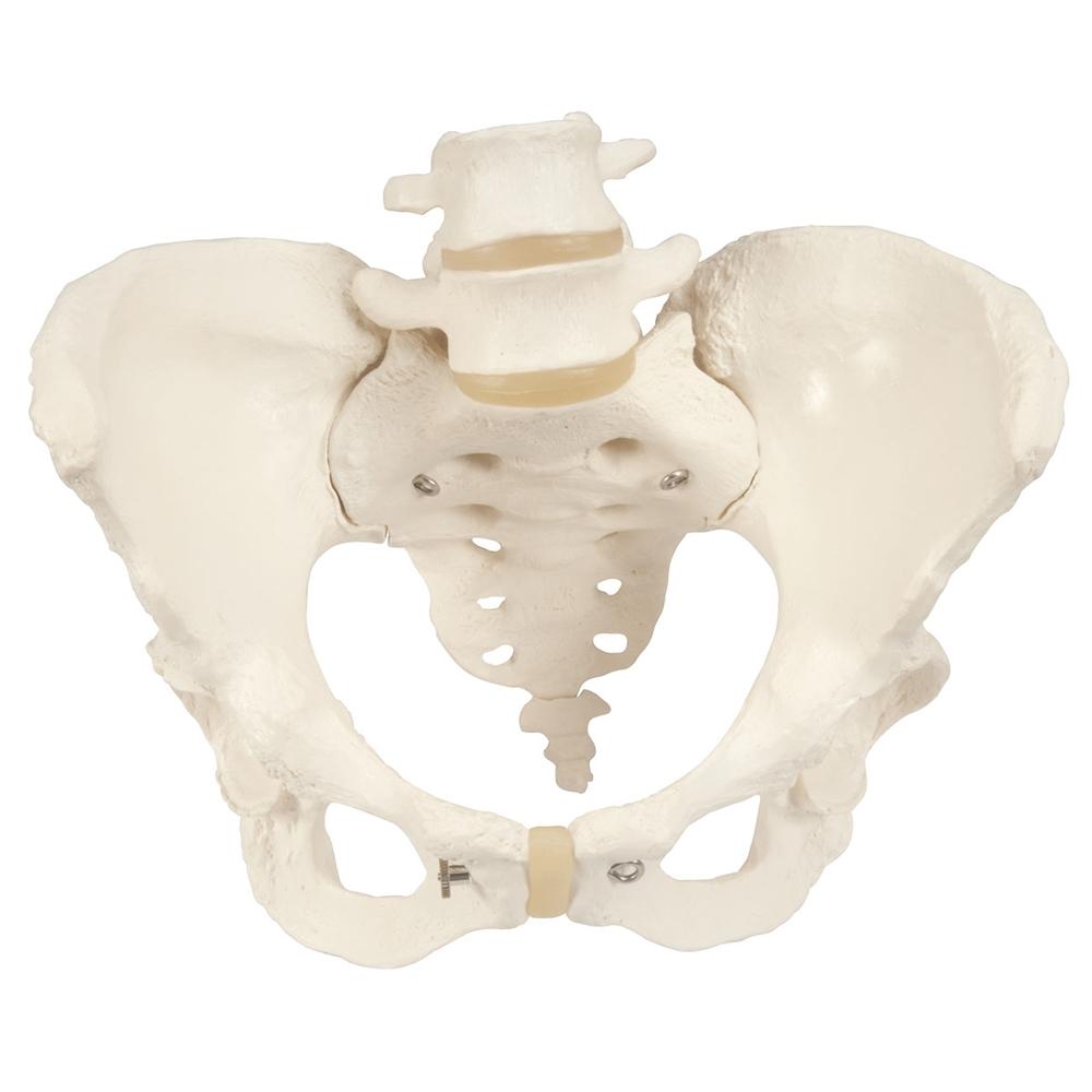 Female Pelvic Skeleton Model - Anatomically Accurate Human Pelvis Bone Structure for Medical Students, Doctors & Physical Therapists - Perfect for Anatomy Study, Patient Education & Medical Office Display
