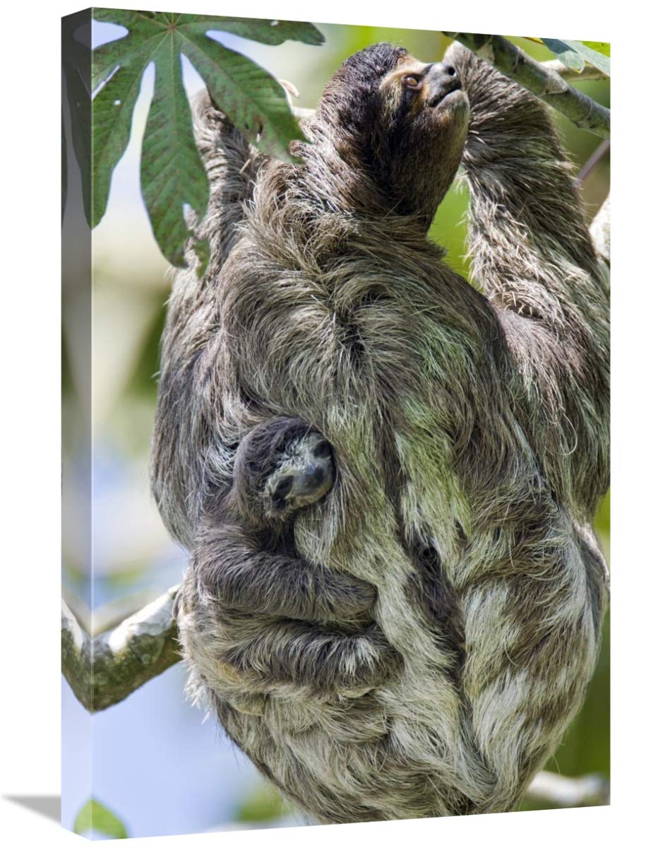 16x24 Inch Brown-Throated Three-Toed Sloth Mother with Baby Climbing Tree Art Print - Suzi Eszterhas, Aviarios Sloth Sanctuary Costa Rica - Perfect for Wildlife Lovers & Nursery Decor