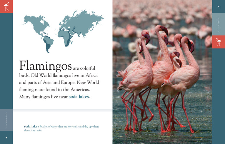 Amazing Animals (2014) - Flamingos Documentary | Wildlife Nature Film for Bird Lovers & Educational Use in Classrooms