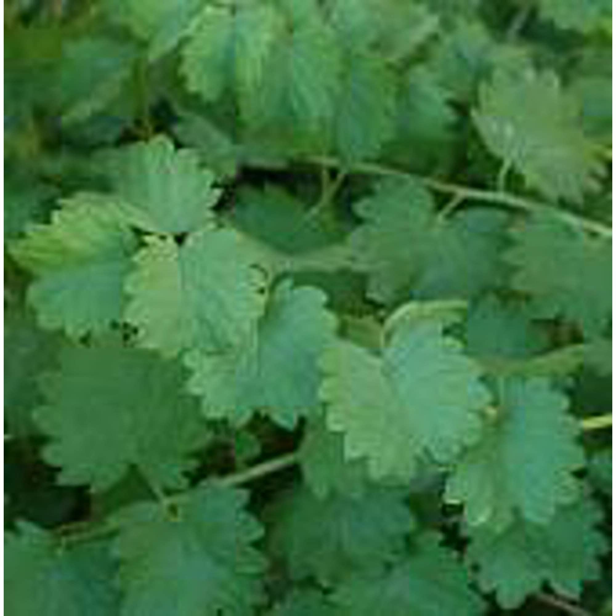 Organic Salad Burnet Seeds (20+ Seeds) | Non-GMO Heirloom Herb Seeds for Planting | Home Garden, Greenhouse, Container Gardening | Fresh Salad Greens & Culinary Herb for Soups, Salads, Cocktails