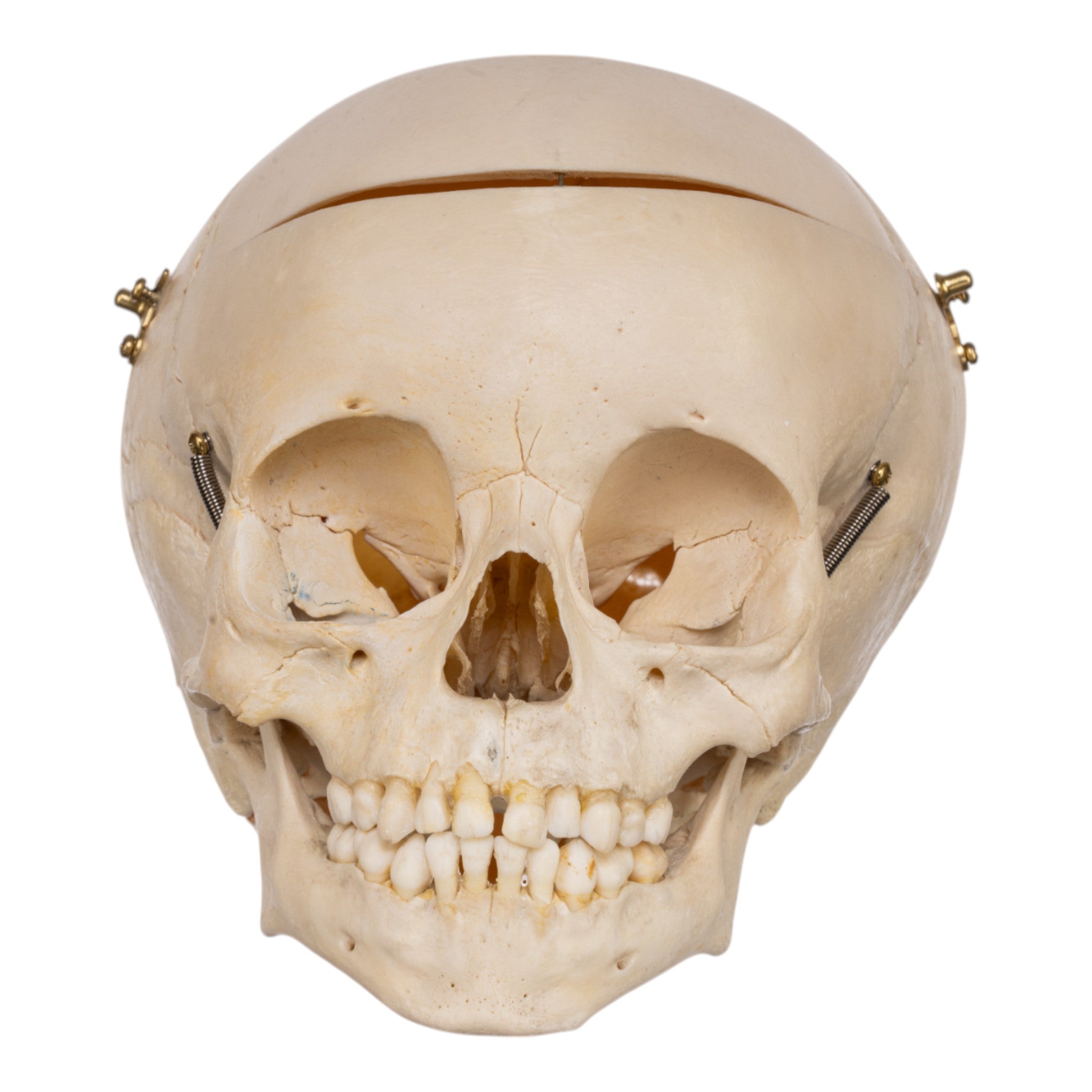 Authentic Real Human Child Skull Replica - Medical Education, Forensic Study & Halloween Decor