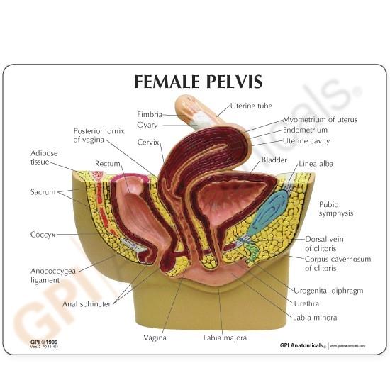 Female Pelvis Cross Section Model - Anatomical Study Tool for Medical Students & Professionals | Ideal for Classroom, Lab & Healthcare Training