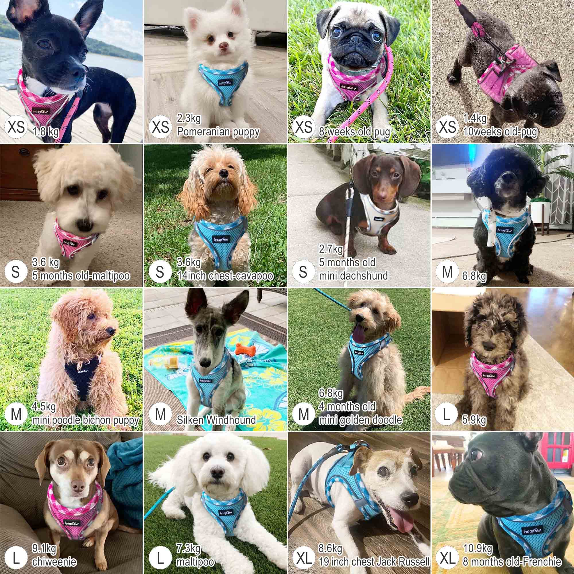 **Haapay No-Pull Adjustable Reflective Dog Harness & Leash Set – Thickened Padded Vest for XS/Small/Medium Dogs – Perfect for Walking, Training & Nighttime Safety**