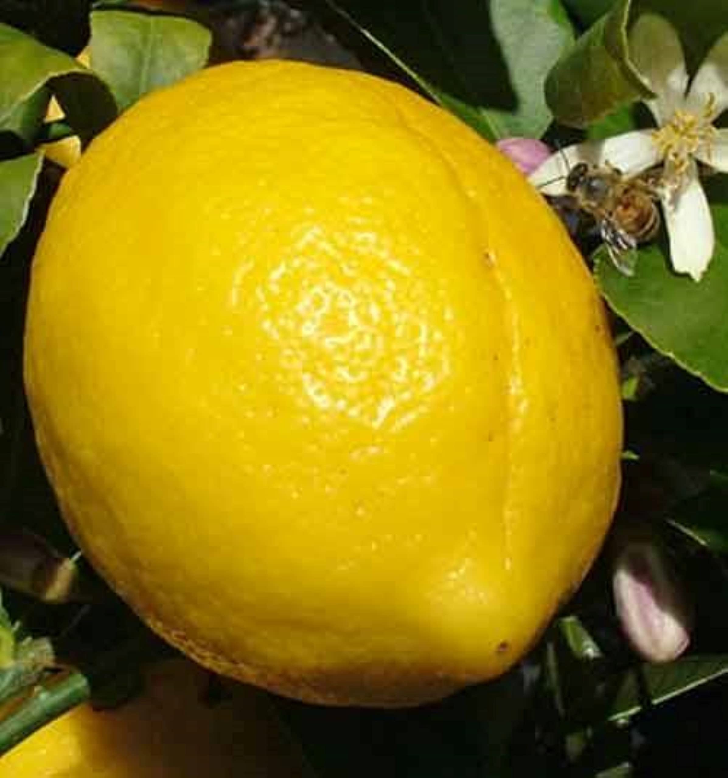 Genoa (Genova) Semi-Dwarf Lemon Tree - Grafted Citrus Plant for Home Garden | No Shipping to AZ, FL, LA, TX, HI, AK | Perfect for Patios, Container Gardening & Fresh Lemon Recipes