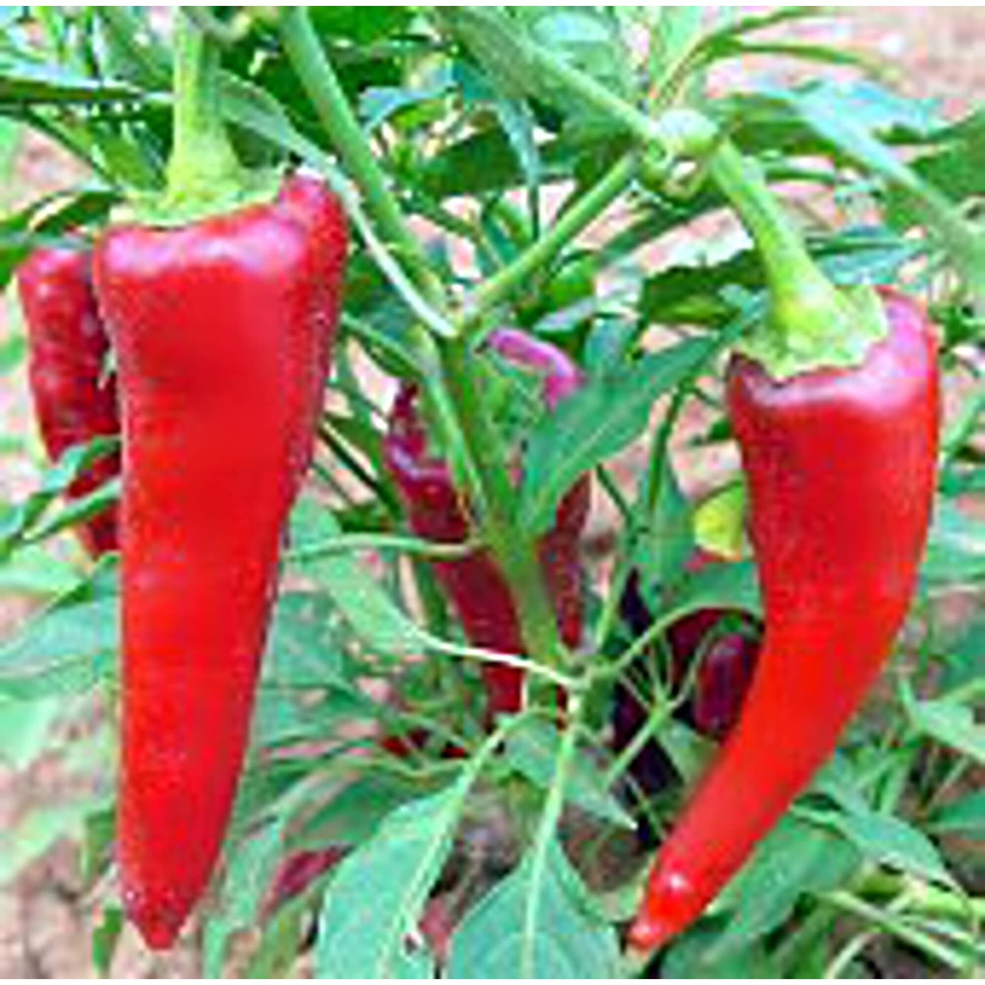 Chimayo Hot Peppers Seeds (20+ Seeds) | Non-GMO Heirloom Vegetable Seeds for Planting | Home Garden, Greenhouse & Container Growing | Perfect for Salsa, Chili & Southwest Cooking