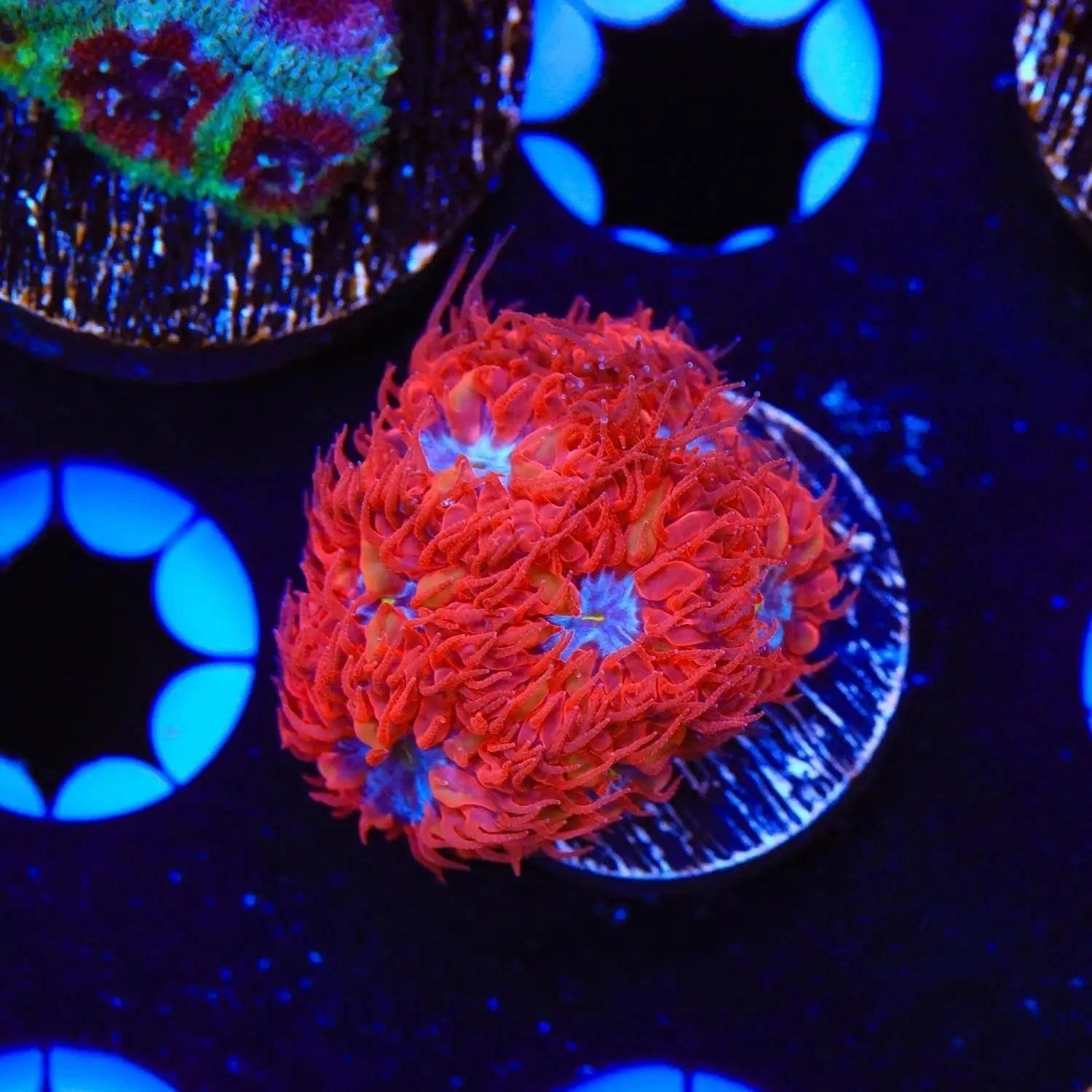 Premium Blue Raven Merletti Blastomussa Coral for Saltwater Aquariums – Vibrant Living Coral for Reef Tanks & Marine Displays