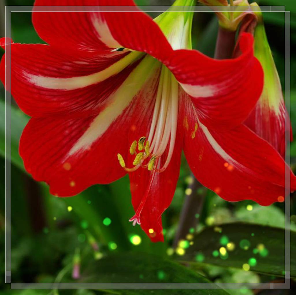 **Amaryllis Bulbs for Planting - 10 Pack Perennial Live Plants, Organic Red Flower Bulbs for Home & Garden Decor - Perfect for Indoor Pots, Outdoor Landscaping, and Gift Giving**
