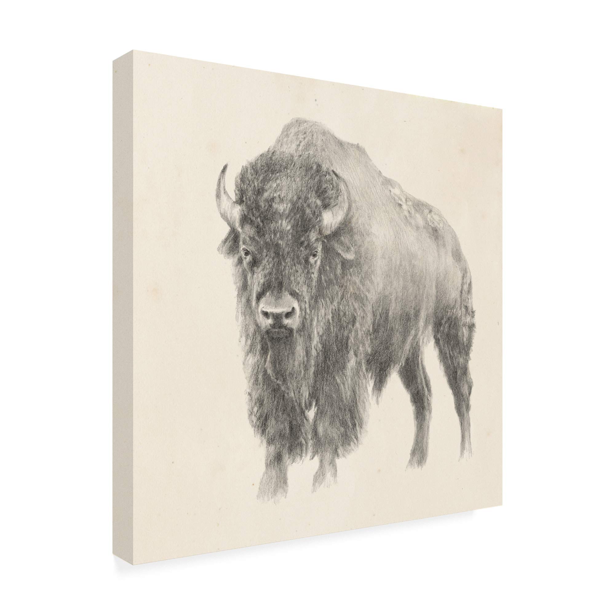 Trademark Fine Art - 18x18 Western Bison Study by Ethan Harper - Premium Canvas Wall Art for Home & Office Decor