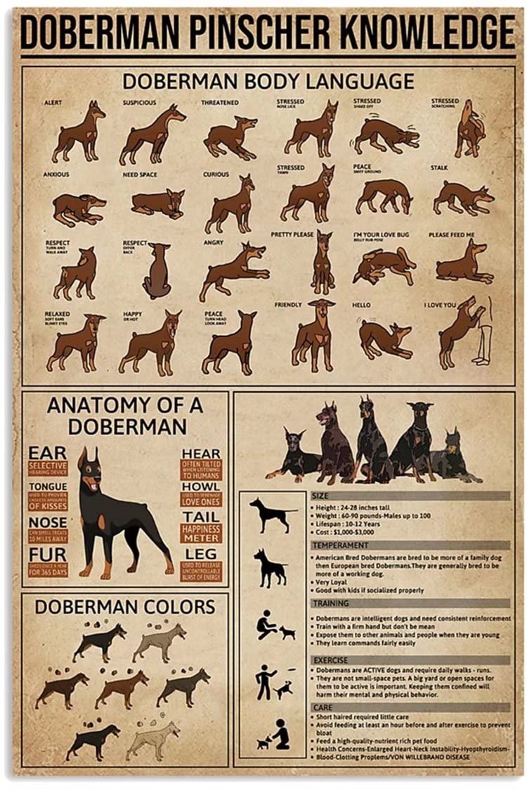 Doberman Pinscher Canvas Wall Art - Vintage Dog Print Poster for Home Decor, Frameless Animal Themed Gift (8x12 Inch) - Perfect for Living Room, Bedroom & Office Decorations