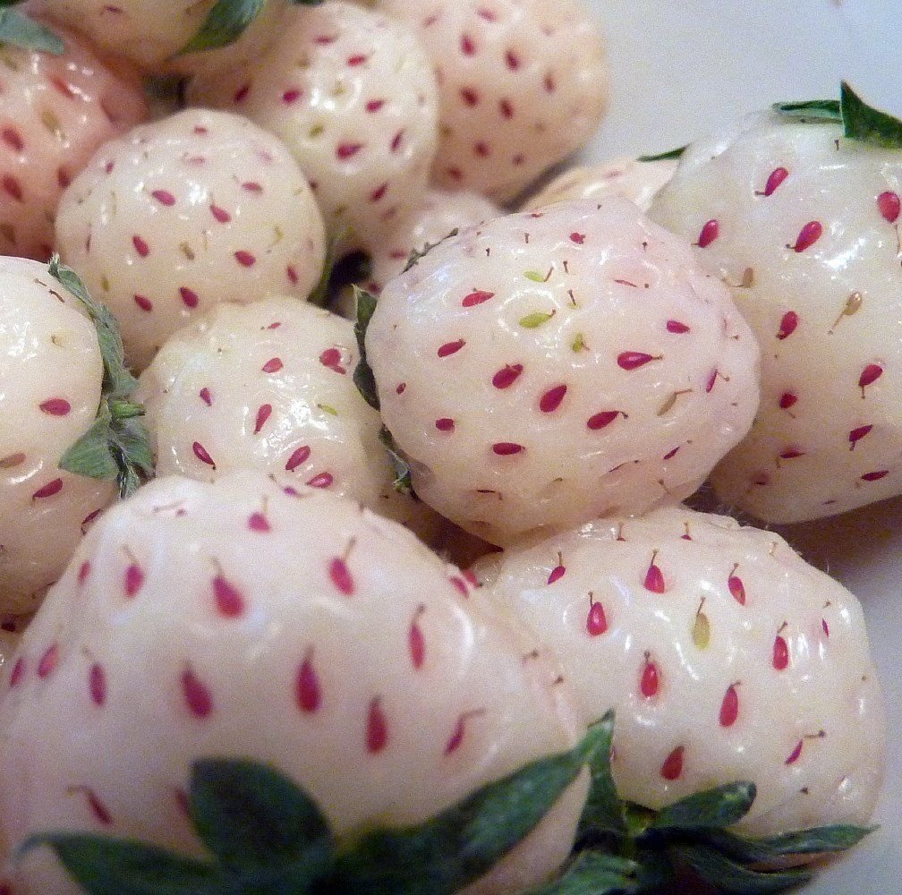 White Carolina Pineberry Plant - 4