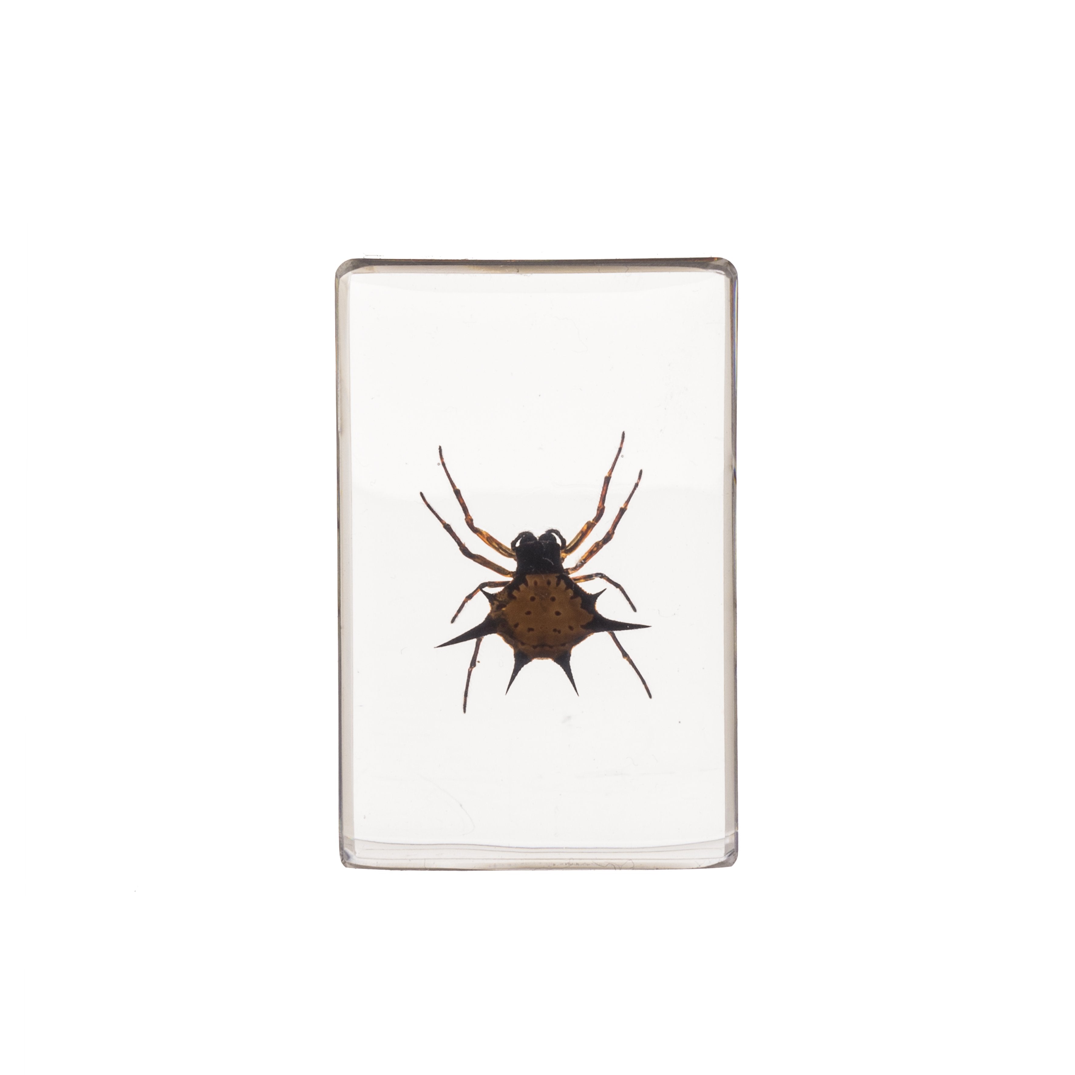 Realistic Spiny Spider Paperweight - Small Office Desk Decor for Halloween & Horror Theme Parties