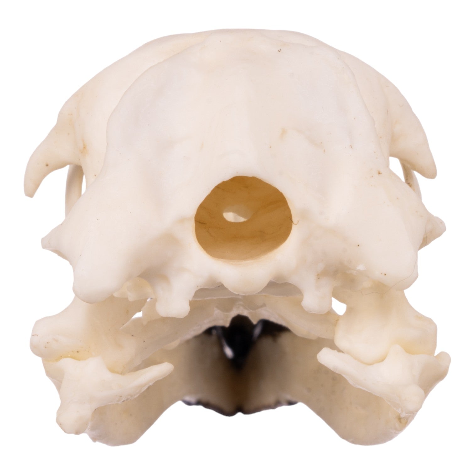 Replica Magellanic Penguin Skull - Lifelike Educational Model for Science Classrooms, Museums & Home Decor | Perfect for Biology Study, Animal Lovers & Unique Gifts