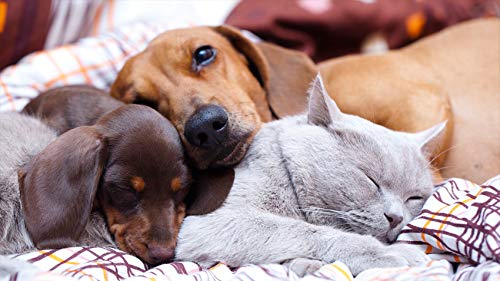 Pet Probiotic Chews for Dogs & Cats - Digestive Health Supplement with Vegetable Stearic Acid - 2 Bottles (120 Treats) - Supports Gut Health & Digestion for Puppies, Kittens & Adult Pets - Perfect for Travel, Stress Relief & Dietary Transitions